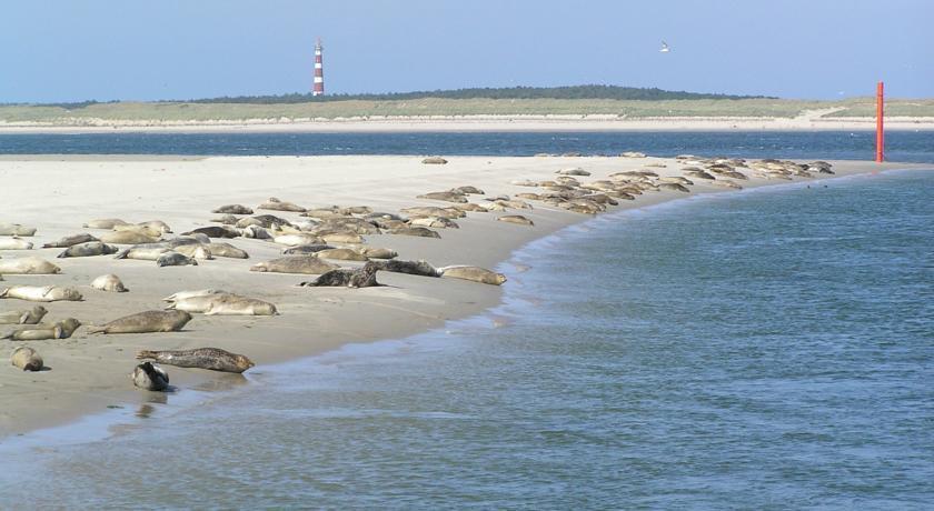Time-out Met Zonnig Terras, Eigen Keuken, Dichtbij Dorp, Duinen, En Vuurtoren , Incl Verwarmd Hotel-zwembad Apartment Hollum (Ameland)
